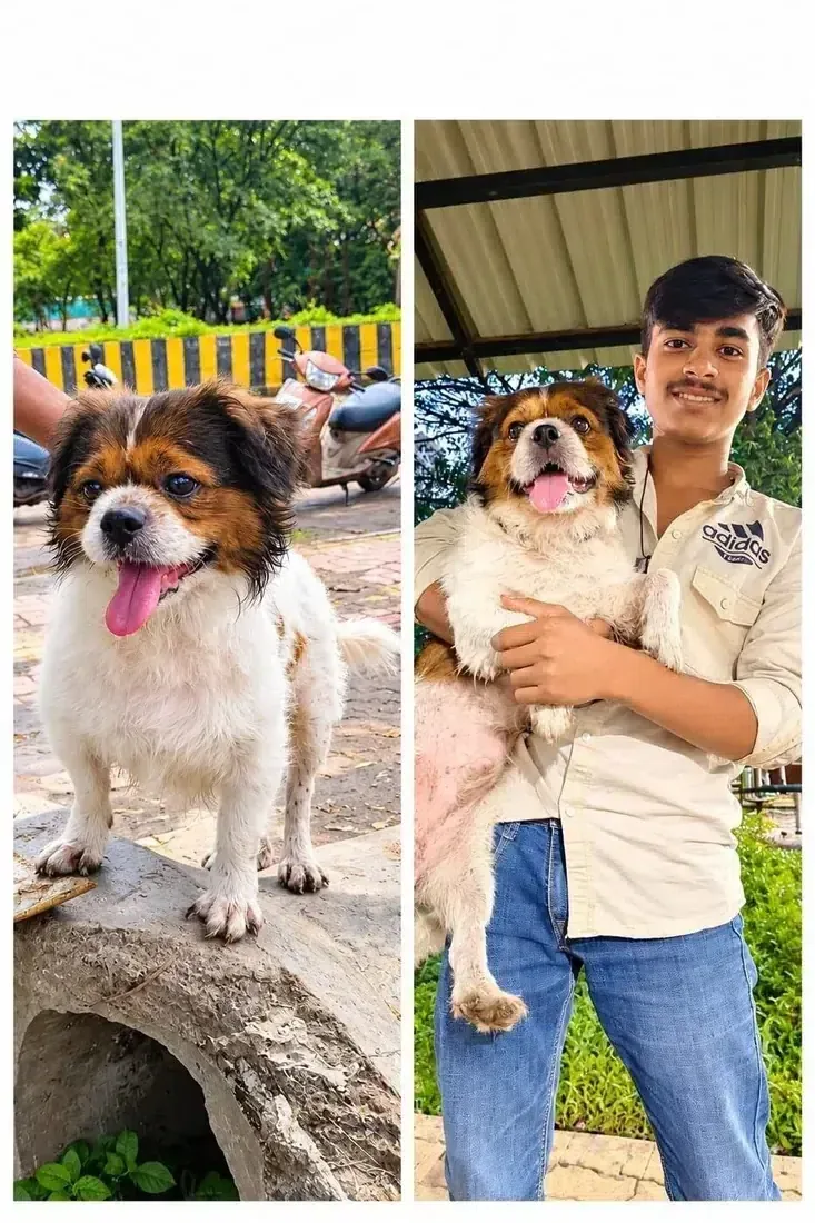 Companion dog enjoying care and companionship with a young adopter