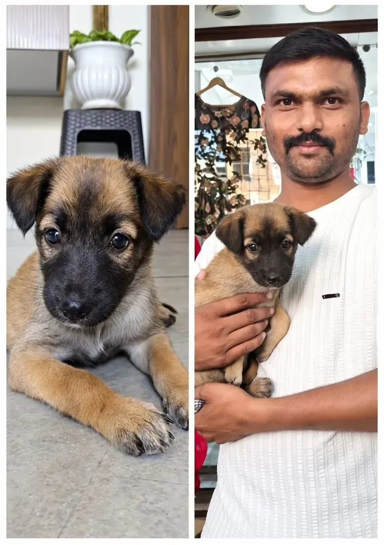 Adopted puppy being safely cared for by a new family