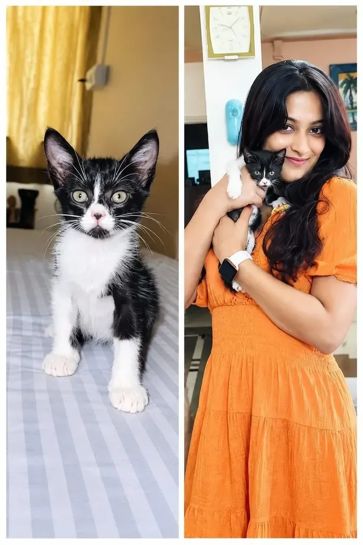 Rescued kitten and adopter sharing a loving foster moment