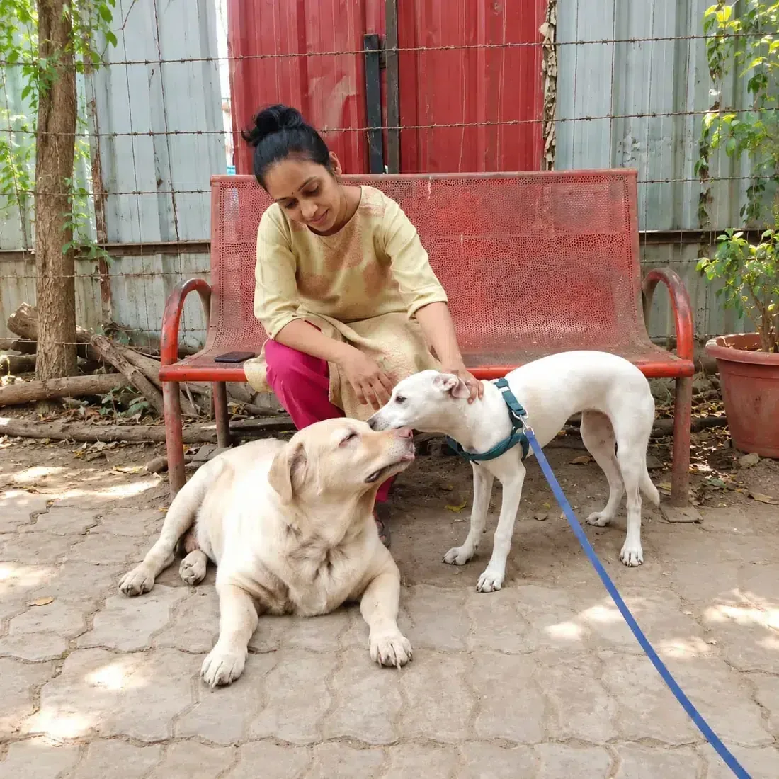 Volunteer spending time with two community dogs