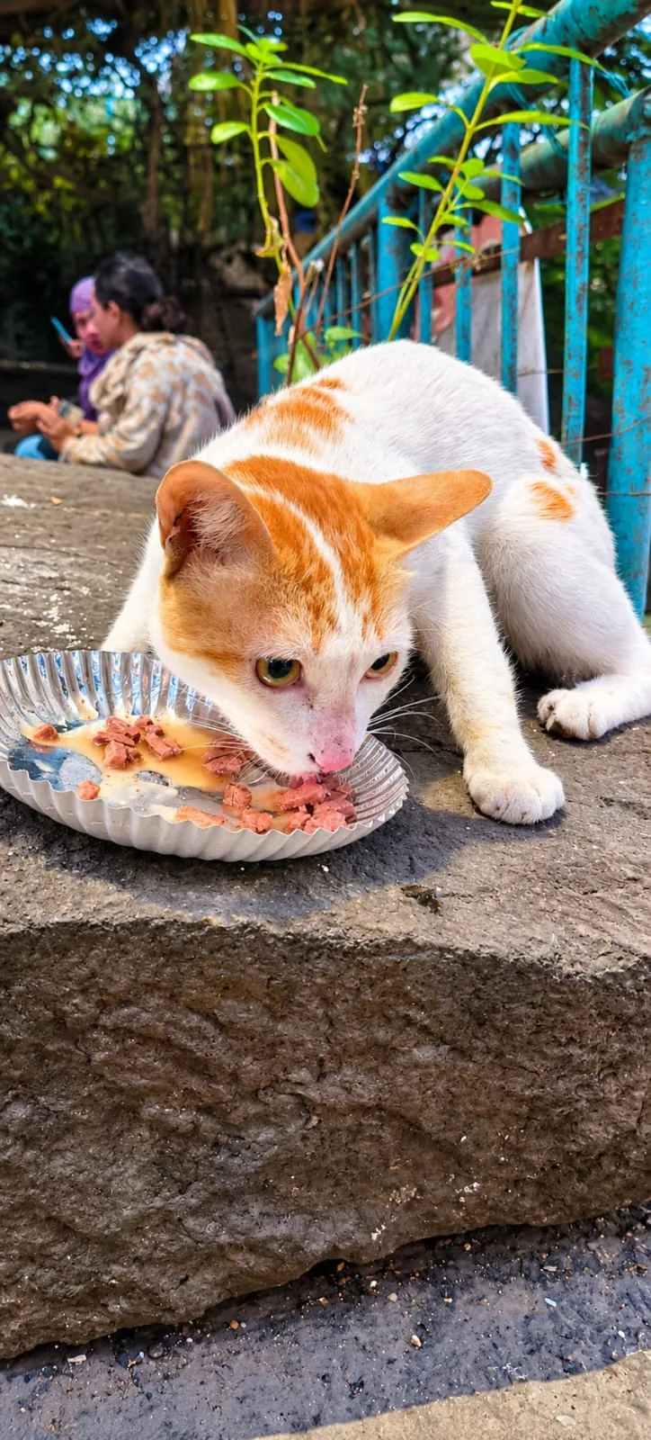 Cat receiving food during Paw Langar Foundation feeding support
