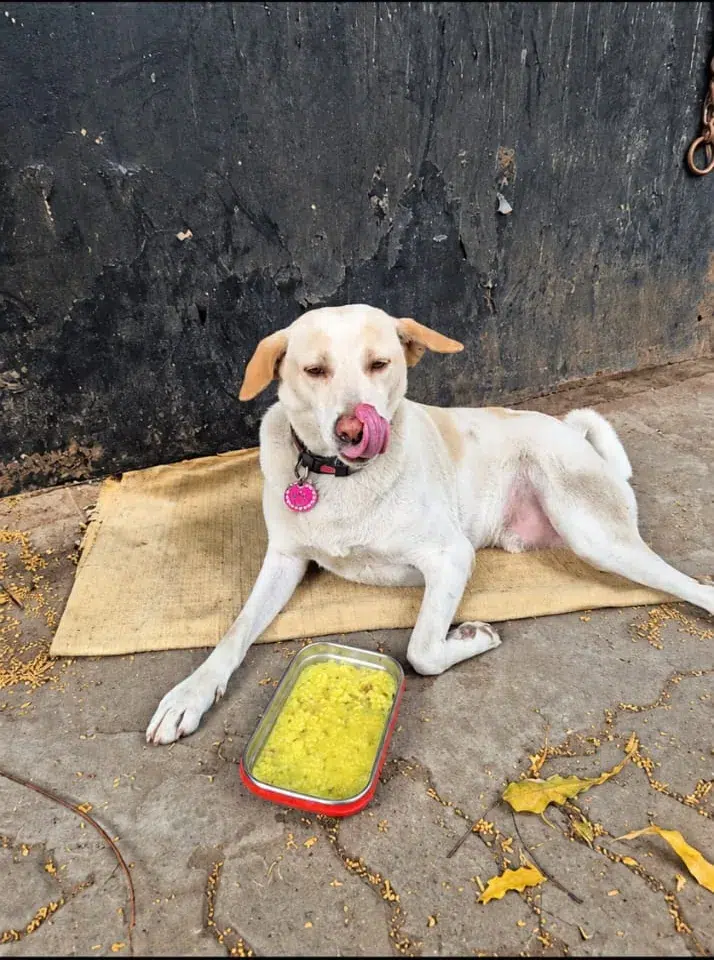 White community dog enjoying a freshly served meal