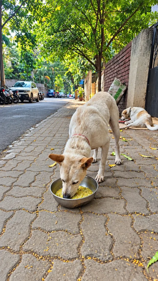 Community dog eating food from a bowl on the street