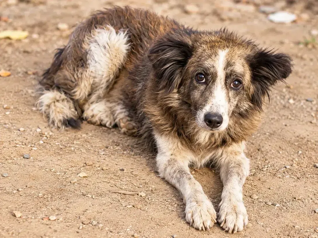 Rescue animal