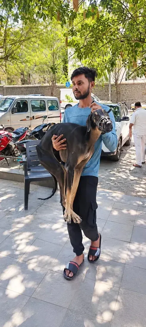 Rescued dog receiving care at an animal shelter