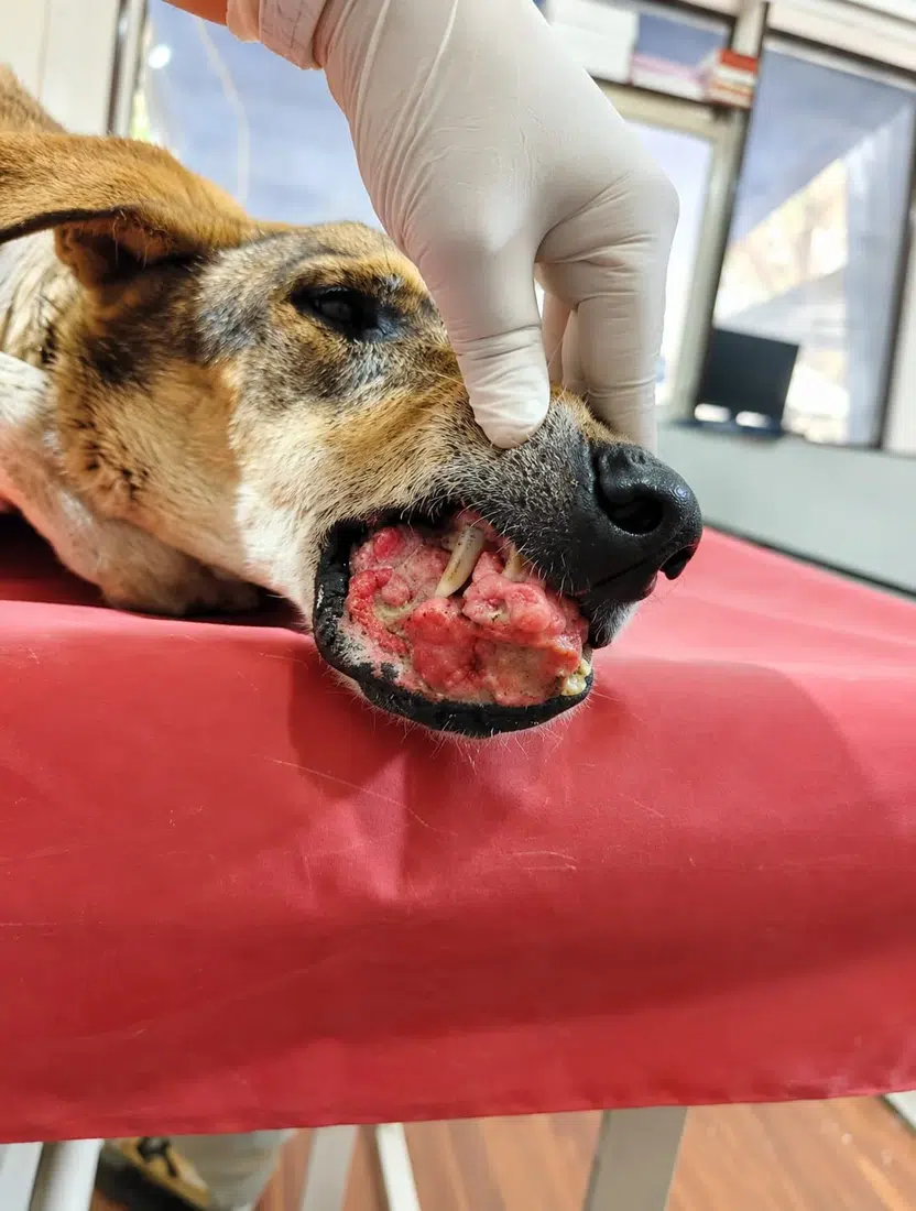 Rescued dog receiving veterinary examination for an oral injury