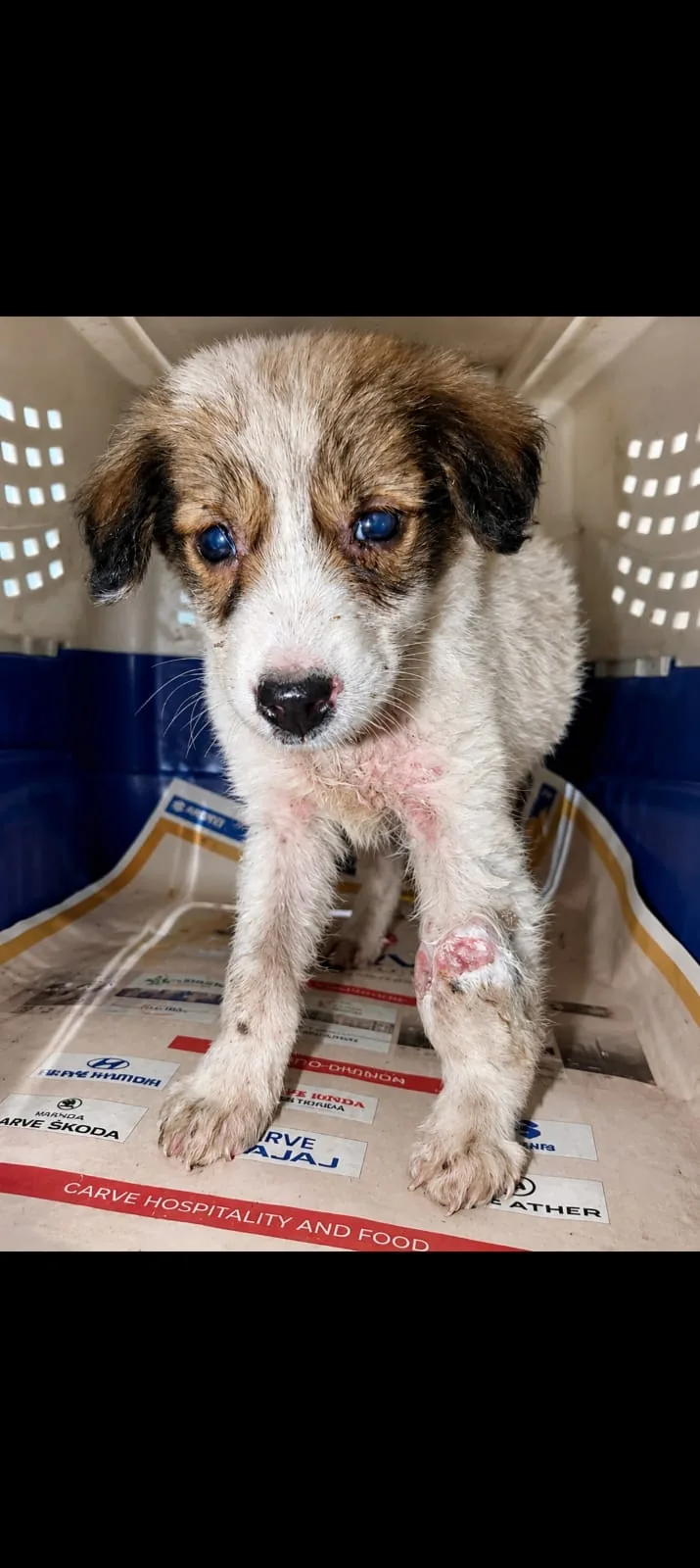 Rescued puppy receiving medical attention