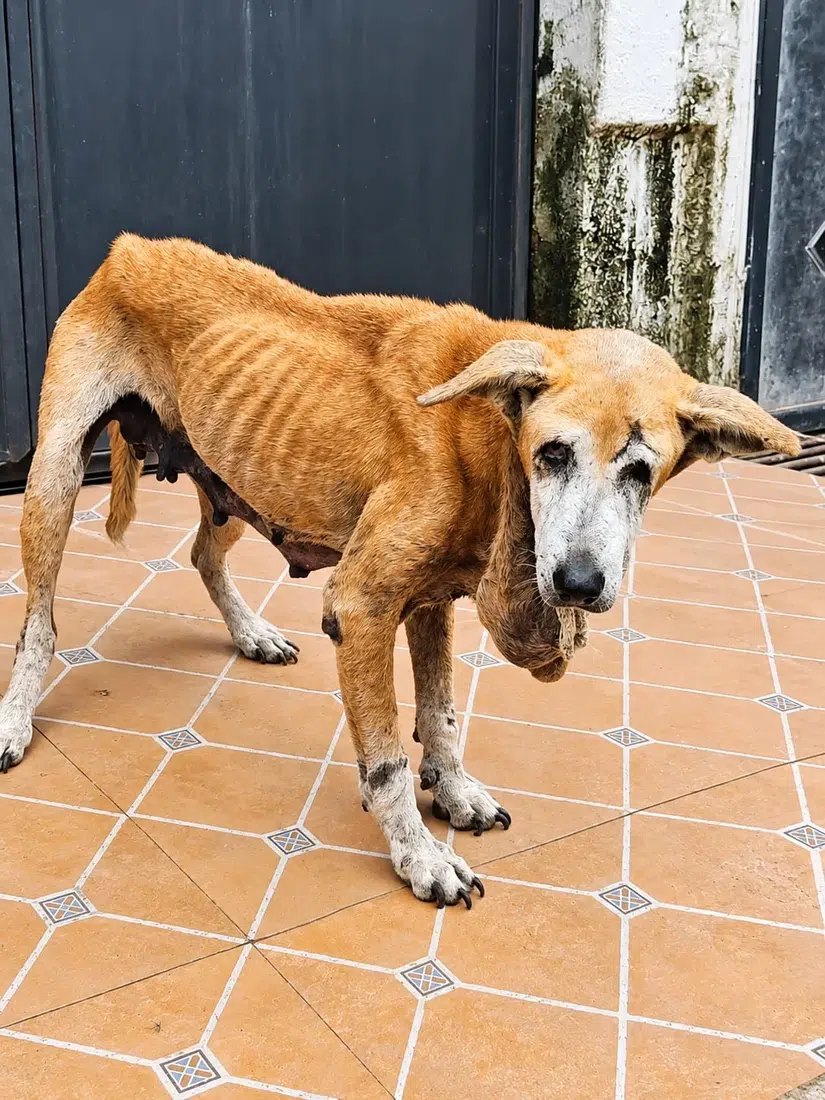Weak rescued street dog receiving care and support