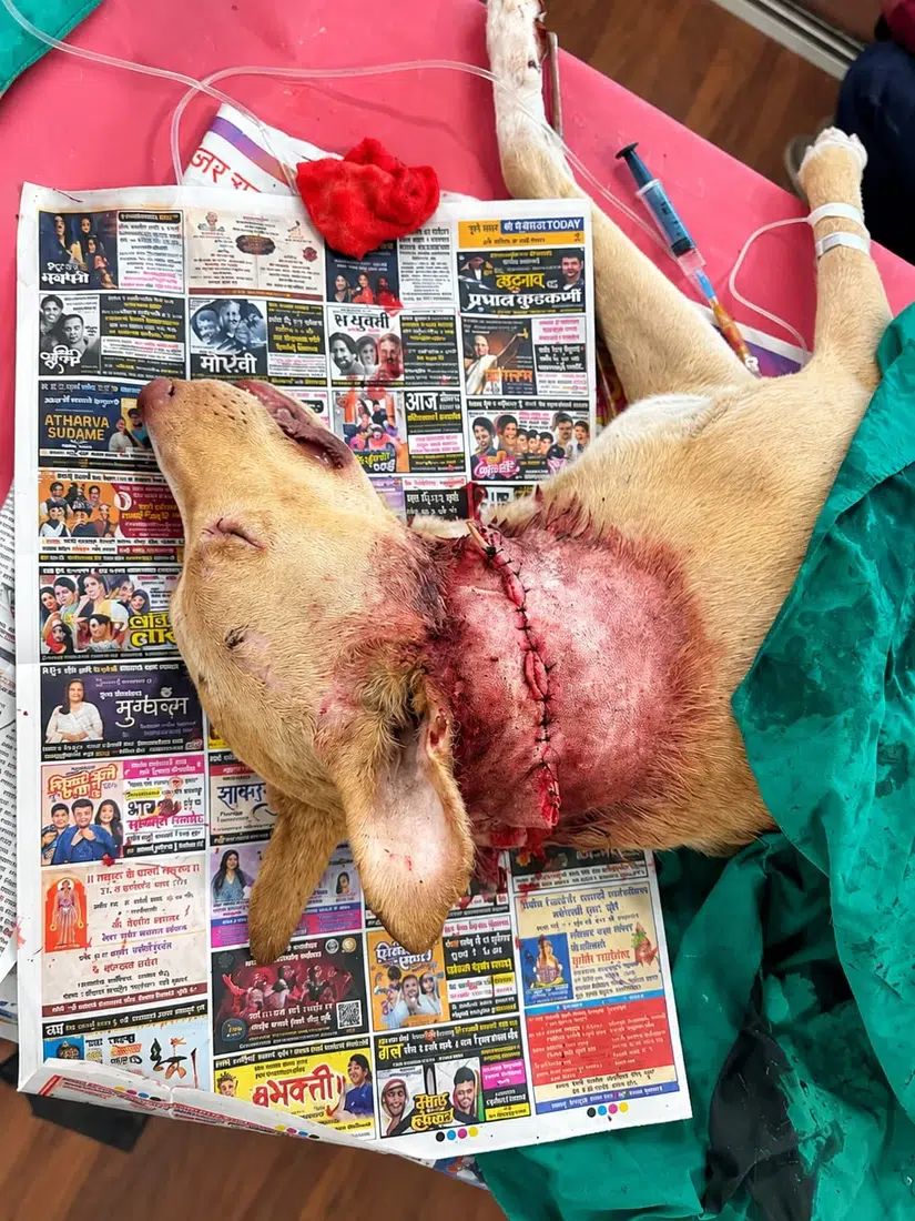 Rescued dog receiving post-surgical veterinary care