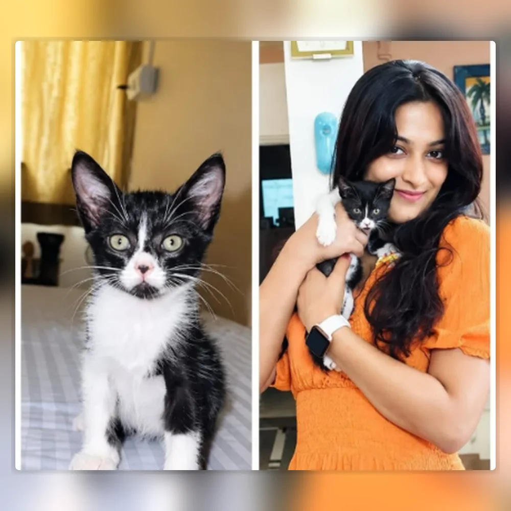 Kitten being cared for in a foster home