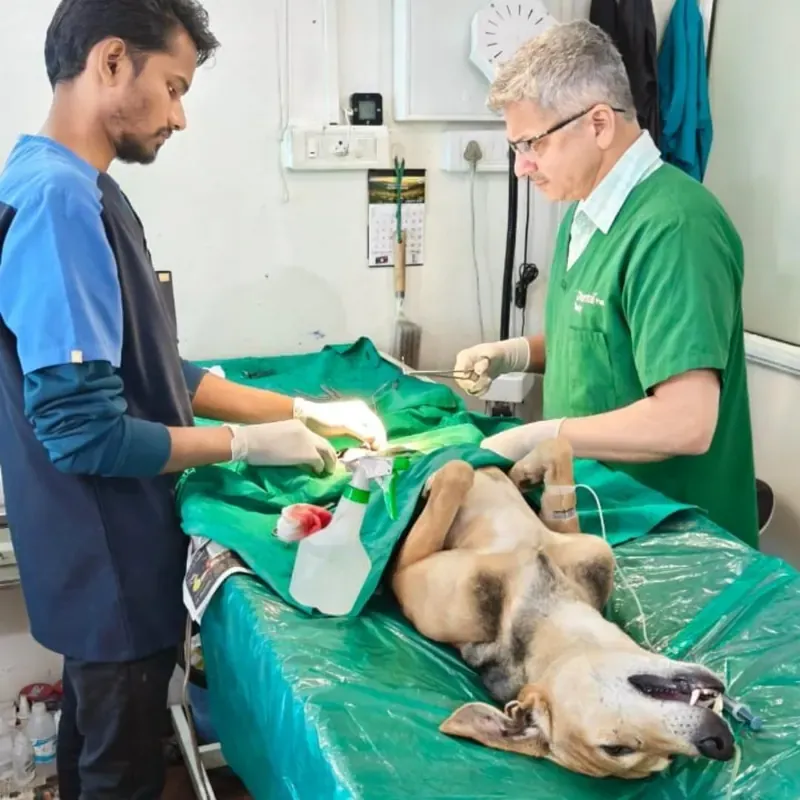 Veterinary team providing sterilisation treatment to a dog