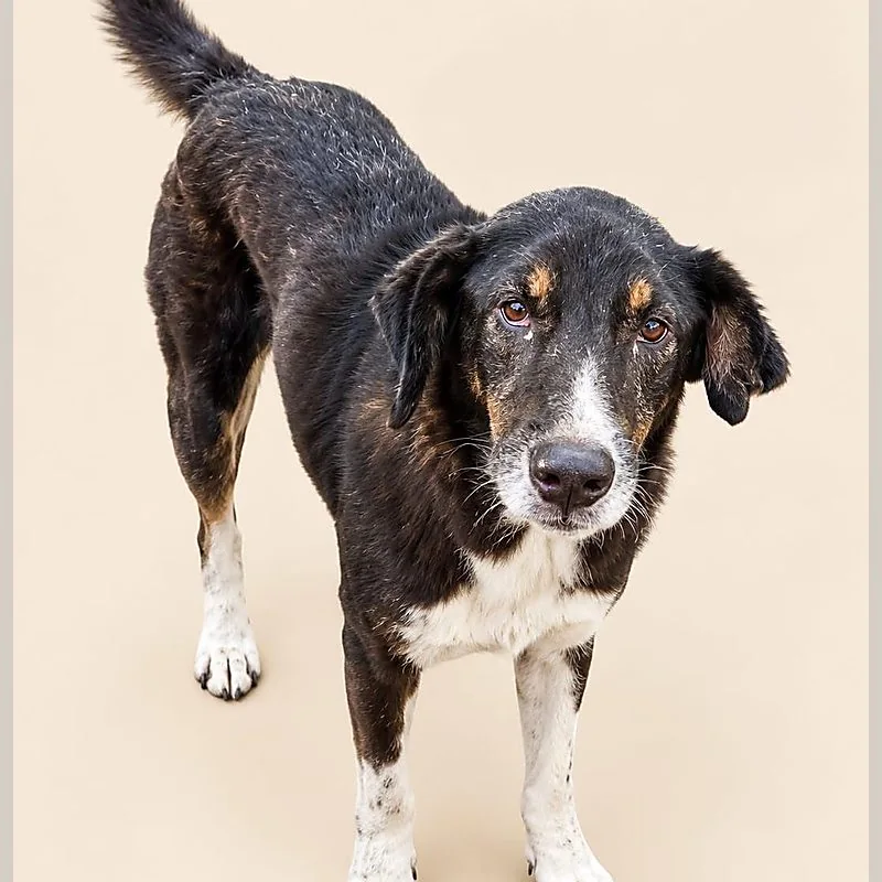 A black and white street dog supported by Paw Langar Foundation