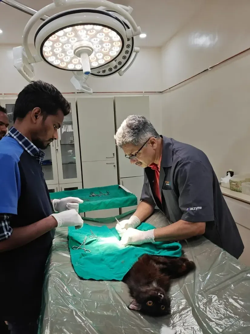 Veterinary team carrying out animal sterilisation care